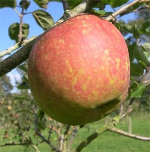 Fruit de la pomme Belle de Boskoop