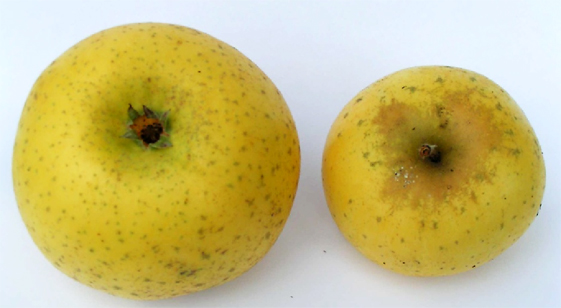 Fruits de la pomme Reinette Abry