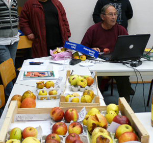 Le pomologue au travail pour déterminer des variétés de pommes