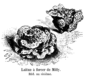 Dessin de la laitue de Milly du catalogue Vilmorin