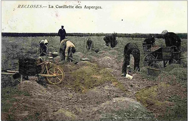 La récolte des asperges à Recloses en Gâtinais français